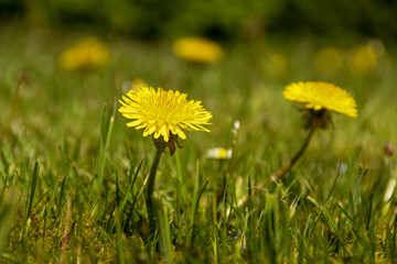 Close up view of a dandelion flower on a background of green grass with other dandelions blurred in background