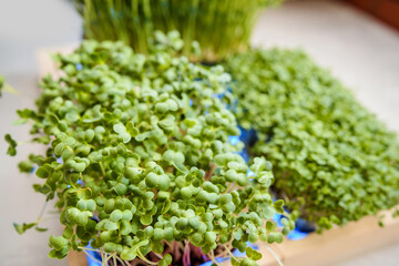 Fresh juicy green microgreens grow in trays.