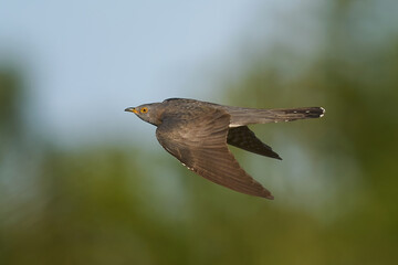 Common cuckoo (Cuculus canorus) in flight