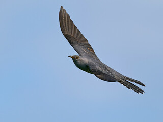 Common cuckoo (Cuculus canorus) in flight