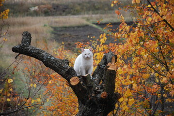 seagull on a tree