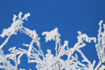 snow covered branches