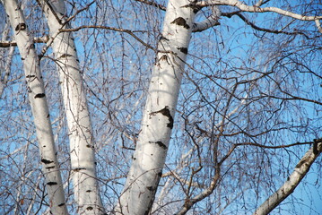 birch tree trunks