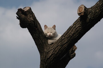 cat on tree
