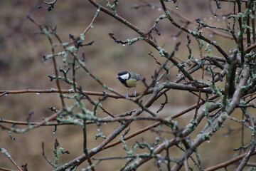 great tit parus major