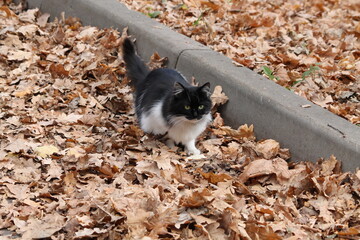 a small sparrow on the ground