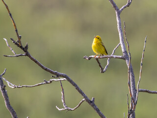 Yellow Warbler Singing for a Mate