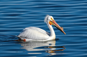 An American White Pelican swimming calmly in velvety blue waters, with a reddish chin and pronounced bill bump at the height of the breeding season.