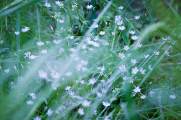 Fototapeta na wymiar Summer green background of small white flowers and grass. Beautiful Wallpaper, screensaver.