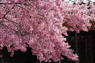 長徳寺のオカメ桜