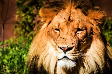 close up of a lion