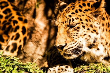 leopard in zoo
