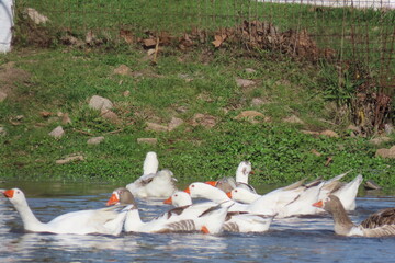 Fototapeta premium group of pelicans