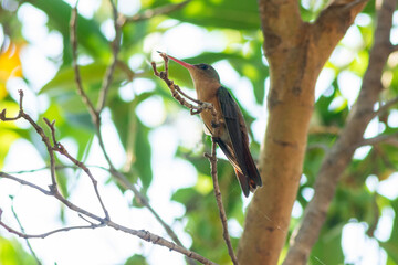 colibri

