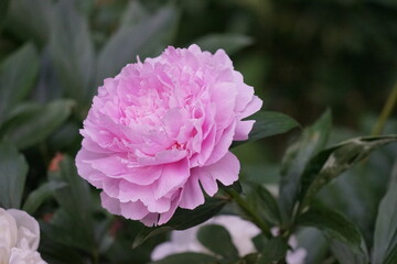 pink peony flower