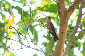 colibri

