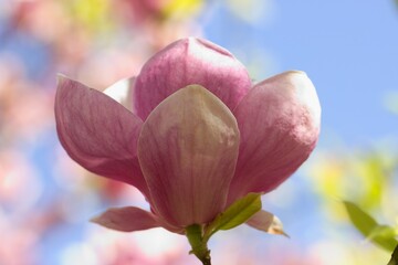 pink magnolia blossom