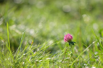pink clover on green grass