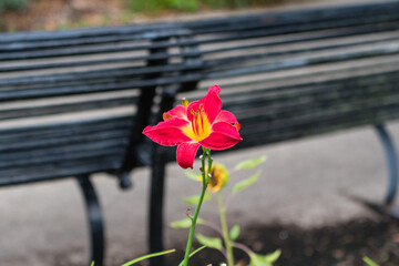 Red and yellow day lily in front of park bench.