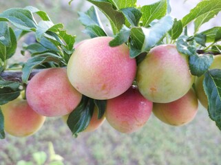 red plum fruit of plums on a tree branch