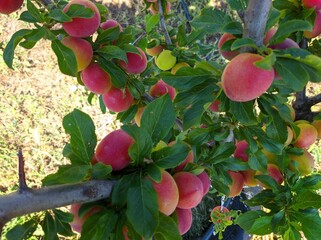 red plum fruit of plums on a tree branch