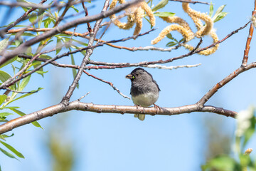Dark-eyed Junco Perched on a Tree Branch