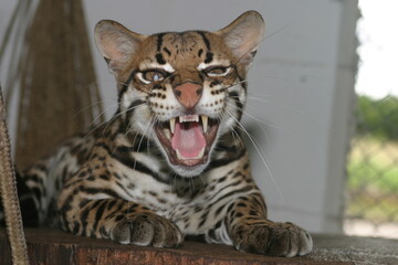Jaguatirica (Leopardus pardalis) da Amazônia