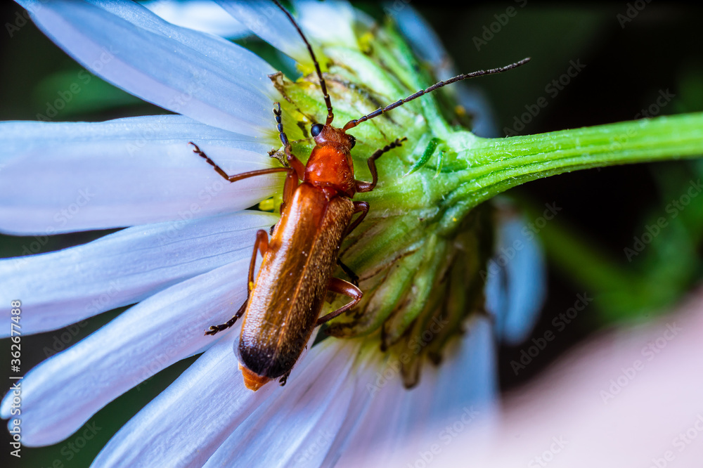 Wall mural A soldier beetle