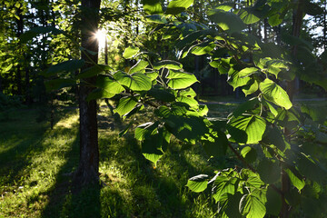 sun shining through the trees