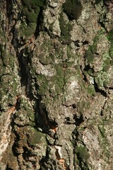 Tree bark overgrown with green moss texture full frame in nature