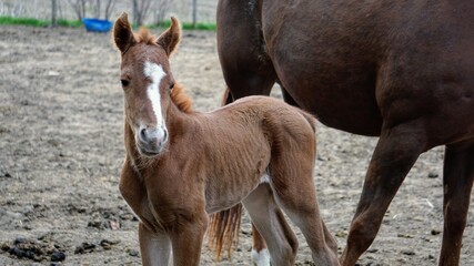 foal and mother