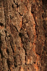 Tree bark overgrown with green moss texture full frame in nature