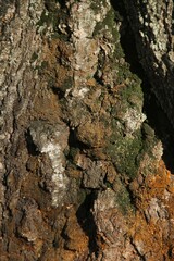 Tree bark overgrown with green moss texture full frame in nature