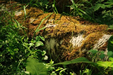 Closeup macro of beautiful green moss on old tree log in the grass. World Earth Day. Natural forest plant texture background. Micro green grass on tree. Climate of the middle zone.