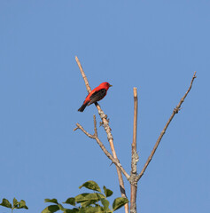 A bright red and black scarlet tanager bird (Piranga olivacea) high in a tree with blue sky