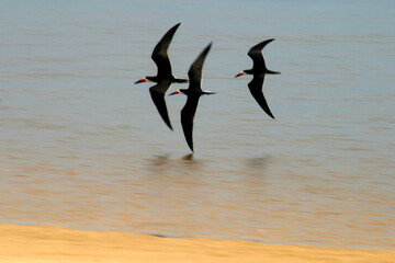 Talha-Mar da Amazônia (Rynchops niger) ou Black Skimmer