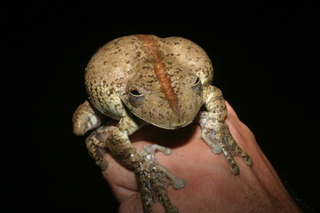 Sapo Perereca da Amazônia