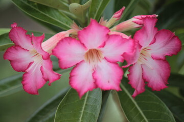 flor de desierto