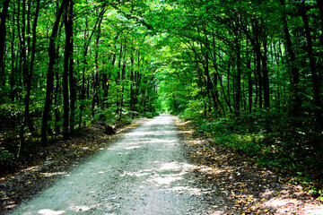 Fototapeta premium path in the forest