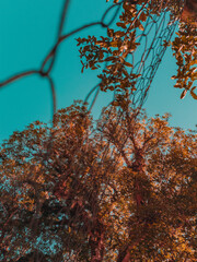 autumn leaves on a tree