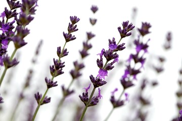 Abstract close up of isolated lavender growing in a Field