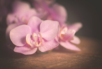 Naklejka na ściany i meble Orchideenblüten in rosa pink mit Freiraum 