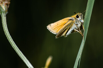 Essex skipper