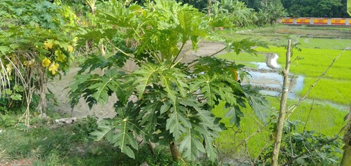Papaya Small Tree