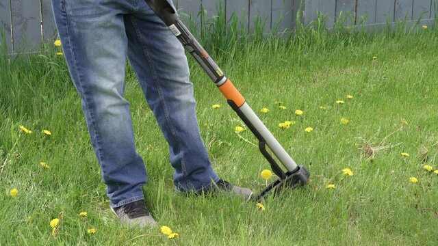 4K. Man removing weeds dandelions from back yard. Mechanical device for removing dandelion weeds by pulling the tap root in garden. Weed Control. Dandelion removal and weeder lawn tool with 4 claws. 