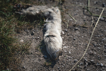 Carcass of a sheep leg on a dirt road, eaten by the local wildlife, Austria