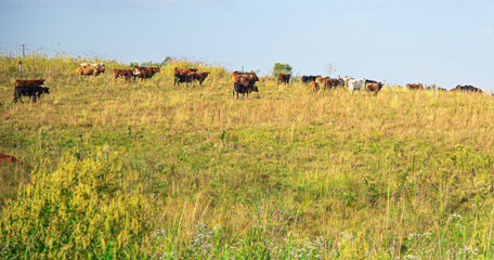 Fototapeta na wymiar Herd of cattle on a large breeding farm in Brazil