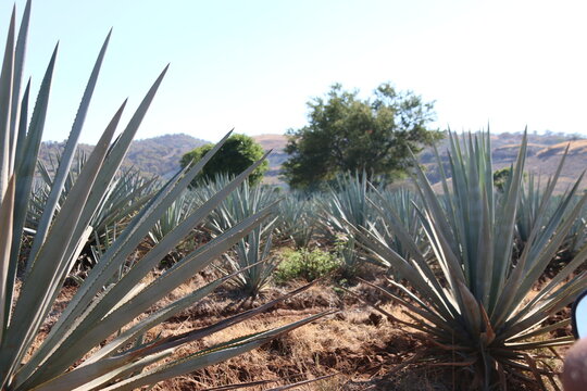 TEQUILA, AGAVE, JALISCO, MEXICO