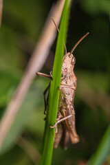 A grasshopper