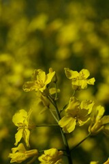 Close up of a Yellow Oilseed rapeseed plant 